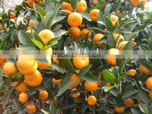 Sell Nanfeng Mandarine/ Baby Mandarine 9KG photo-3
