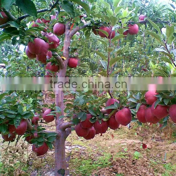 Apple Type and Commom Cultivation Type Fresh Red Delicious Apple photo-5