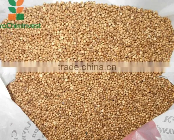 CORIANDER.