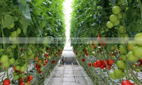 Glass Greenhouse-5 photo-2