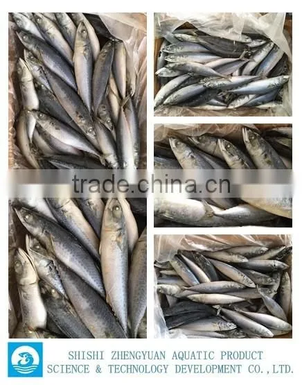 Whole Round BQF Frozen Fresh Fish Pacific Mackerel 300-500g for Sale photo-2
