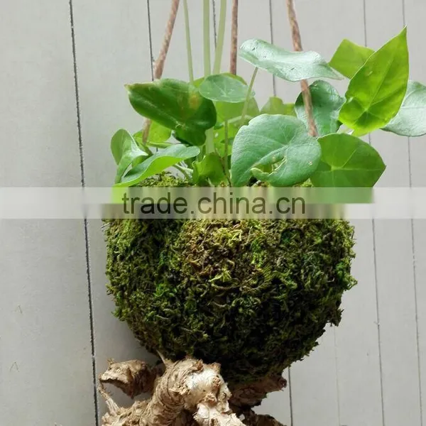 Ex-fty Most Affordable Coconut Box/storage Container for Green Plant photo-4