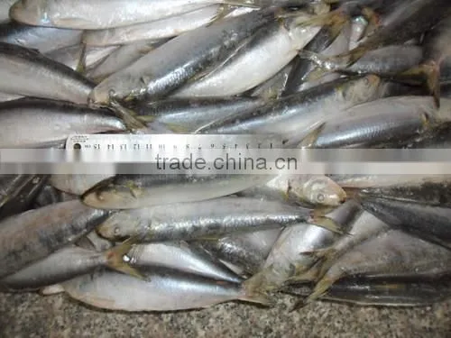 Frozen Sardine for Tuna Bait 140-200pcs photo-2