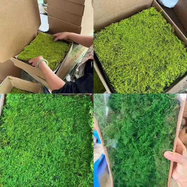 OEM sizes of Eternal Environmental Friendly Natural Live Luxury Moss Wall for office, home and art exhibition