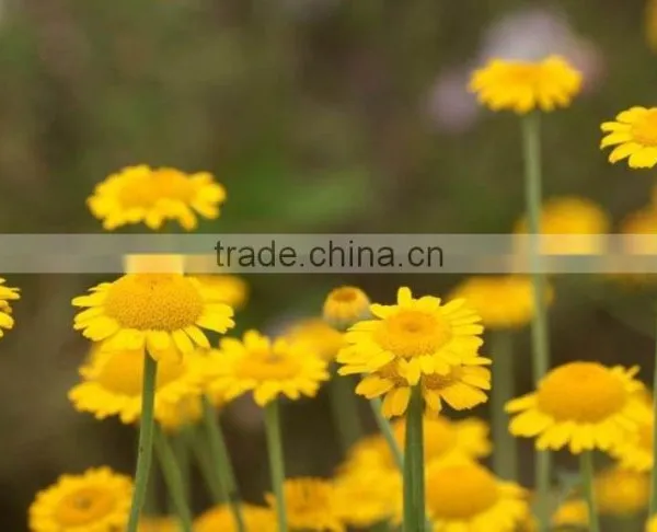 Golden Camomile , Anthemis Tinctoria Linn.,flower Seed,herb Seed,vegetalbe Seed,fruit Seed,grass Seed photo-4