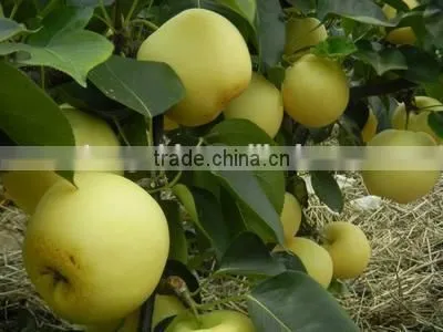 Fresh Pear Golden Pear photo-3