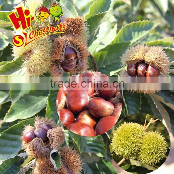 New Crop Fresh Chinese Chestnut Bulk Hebei Chestnuts for Sale photo-2