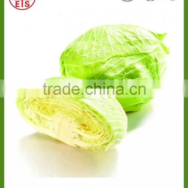 Shandong Hot Sale Fresh Cabbage photo-5