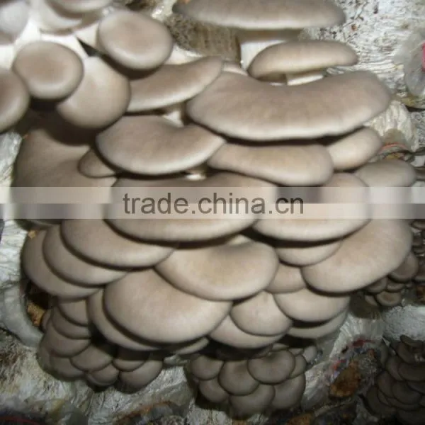 High Yield Grey Color Oyster Mushroom Spawn