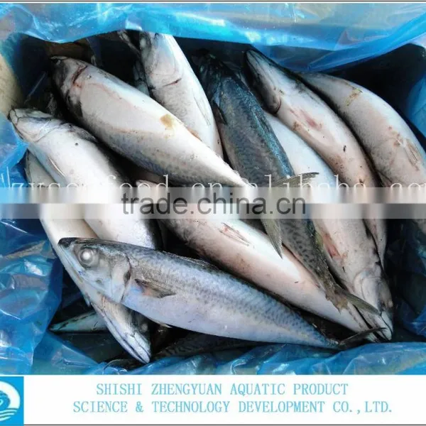 For Africa/Southeast Sell Market Frozen Fish Frozen Mackerel photo-2
