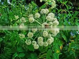 Angelica Root Oil photo-2