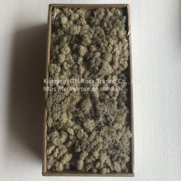 Yunnan Kunming Wholesale Preserved Dyed Moss