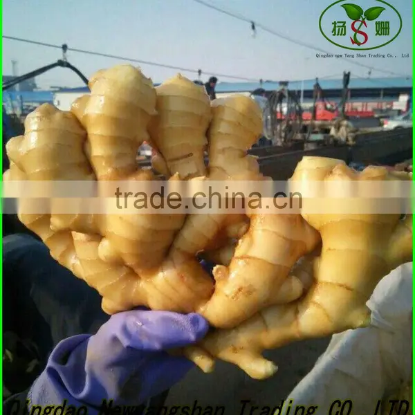 (NEW) 2015 Factory Hot Sale Fresh Garlic photo-3