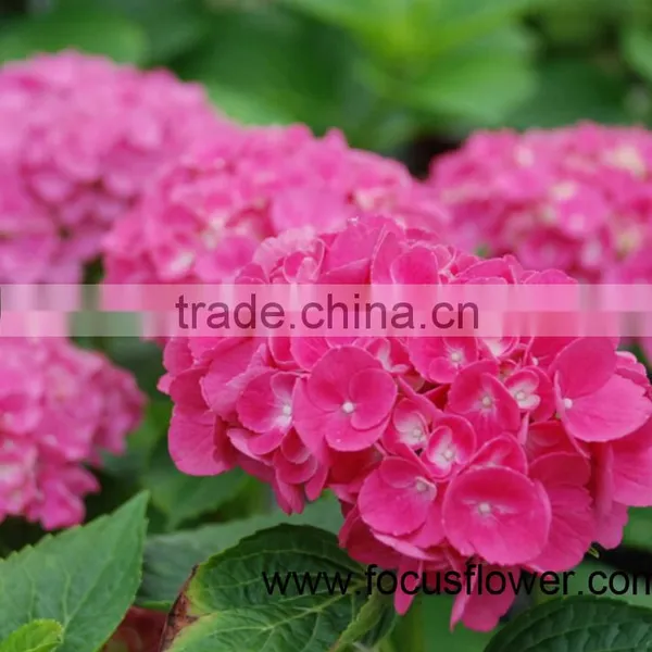 Fresh Cut Flowers Wholesale High Quality Cut Fresh Hydrangea With 50cm Long Stem photo-4
