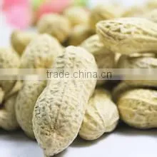 Supply Roasted Peanut in Shell With Good Quality photo-4