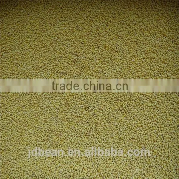 Organic Hulled Glutinous Yellow Broomcorn Millet Hot Sale for Supermarket photo-3