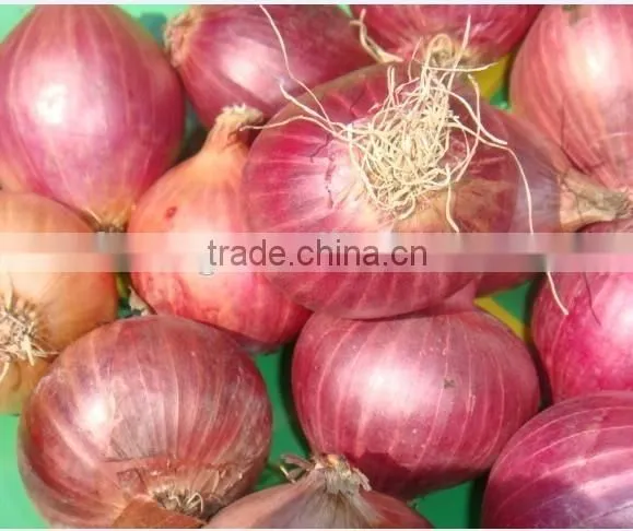 2015 Fresh Red Onion and Yellow Onion From Best Food in Good Price photo-3