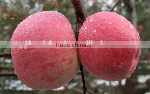 Fresh Apple photo-3