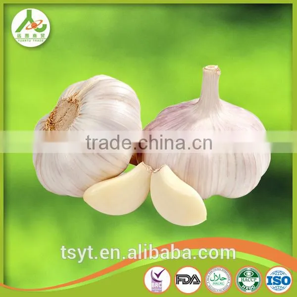 Fresh Style White Garlic From Cold Storage photo-3