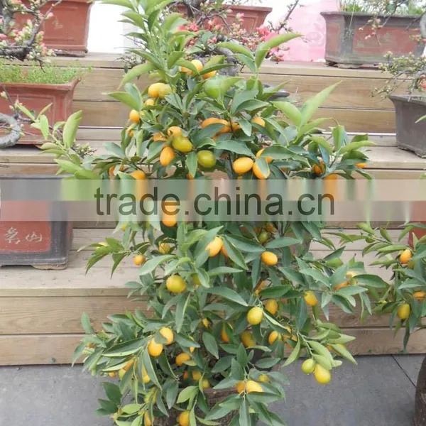 Fresh Orange Tree Seedling photo-6