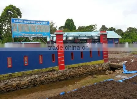 Sell Gracilaria, Euchema Spinosum And Cottoni Seaweeds photo-2