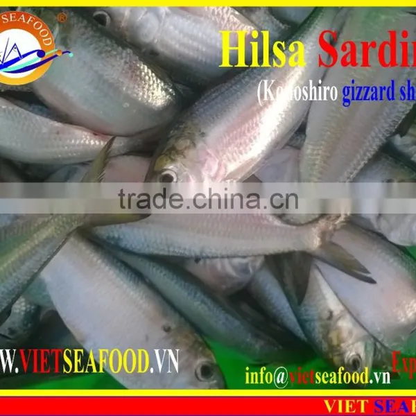 FROZEN HILSA SARDINE photo-2