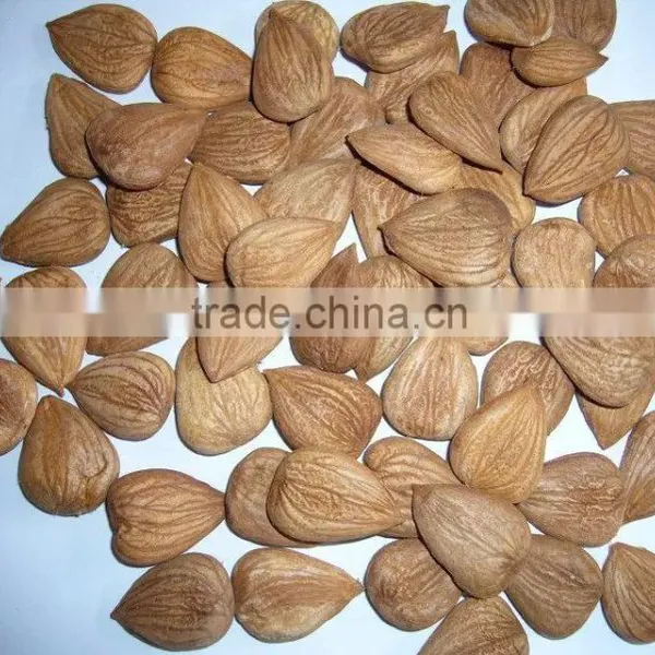 Supply Varied Apricot Kernel With Good Quality photo-2