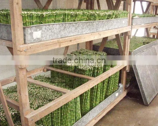 Indoor Plants 50cm Straight Lucky Bamboo Decorative Plant photo-2