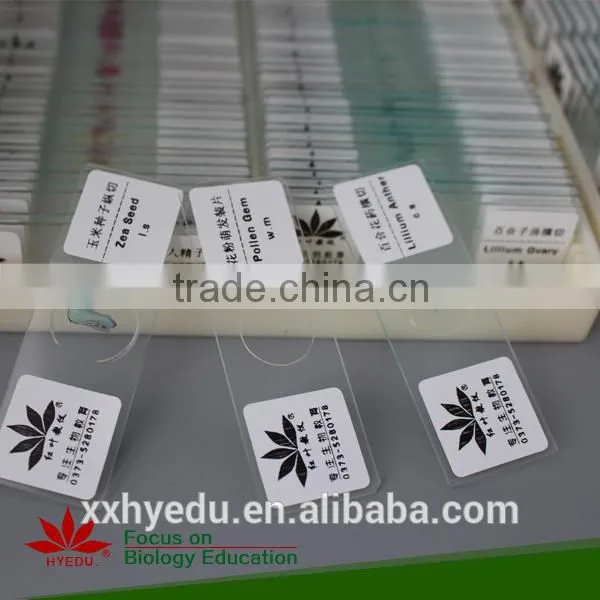 Lab Prepared Slides , Glass Prepared Slides,science Prepared Slides photo-3