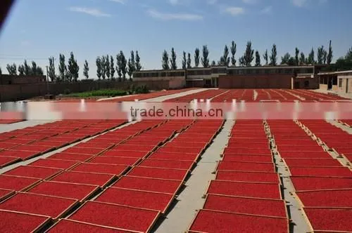 Dried Chinese Red Gojiberry photo-3