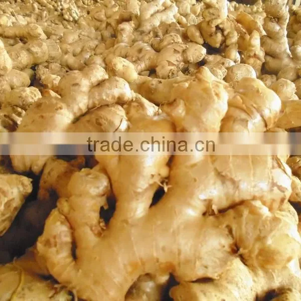 Good Quality and Cleansed Fresh Ginger photo-2