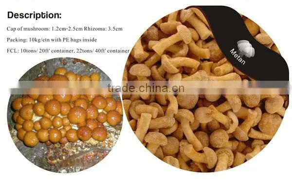 Frozen Nameko Mushroom/ IQF Nameko Food photo-2