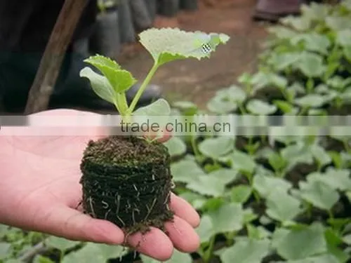 Cheap Price Custom Hot Sell Hydroponic Seedling Rice Seedling Tray photo-4