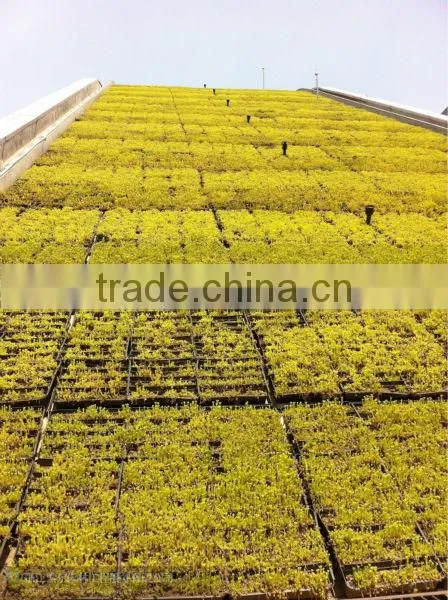 Plastic Rooftop Planter System Roof Landscaping photo-5