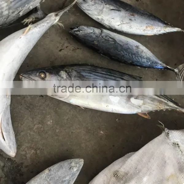 Seafrozen Sarda Sarda 1.5kg + photo-5
