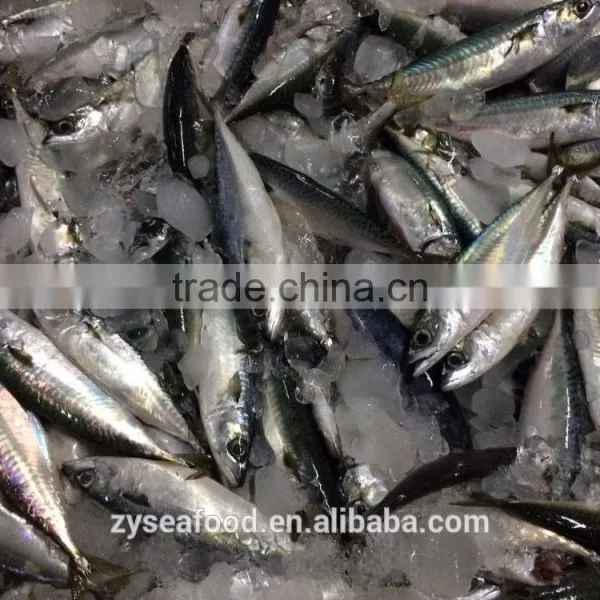 New Arrival Competitive Price Frozen Mackerel photo-4