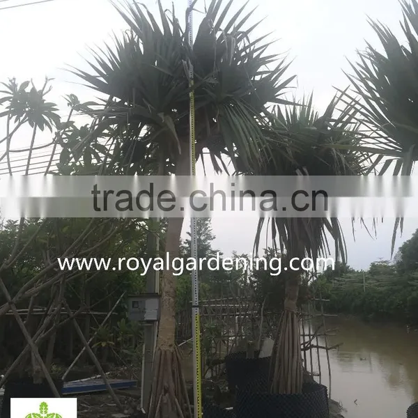 Pandanus Utilis Multi Trunks Nursery Landscaping Tree High 4-6m photo-3