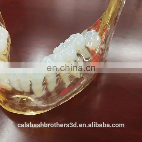 Surgical Training Manikin MJP 3D Printing Color Organ Model photo-4