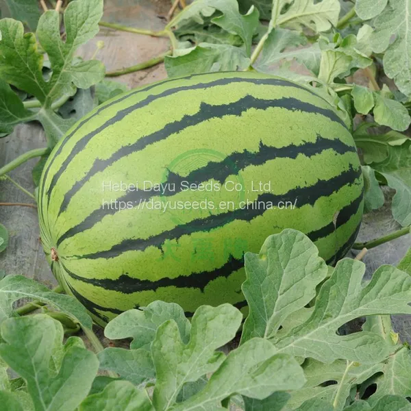Medium Mature Large Fruit Watermelon Seedless Watermelon Watermelon Seeds Wholesale Suppliers photo-5