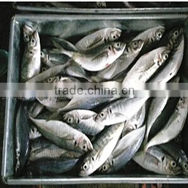 Marine Fresh Frozen Horse Mackerel Fish photo-2