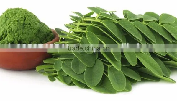 High Grade Moringa Leaf Powder For Healthy Life photo-2