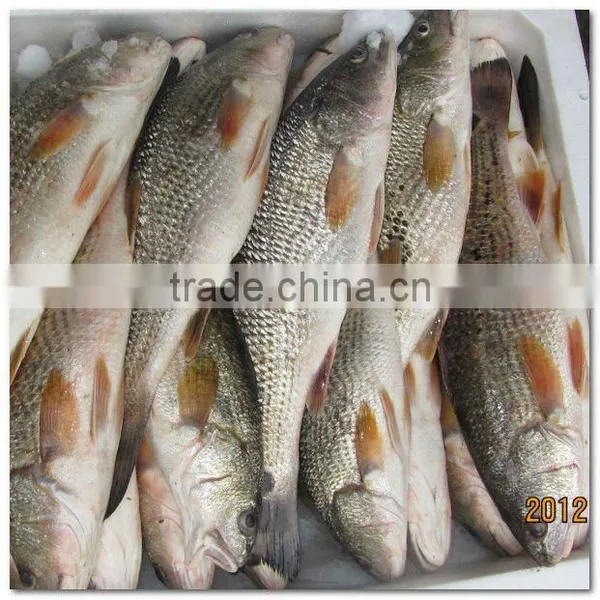 Frozen Fresh Red Drum Whole Round