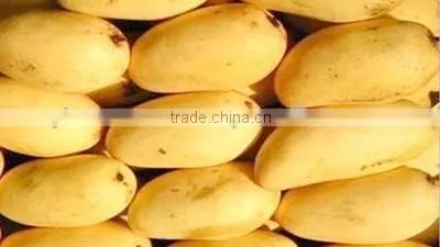 Best Quality Fresh Mango photo-2