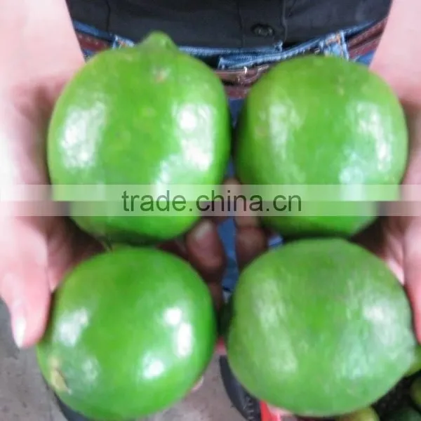 Product Quality of Hkvimex Viet Nam Lemon photo-2