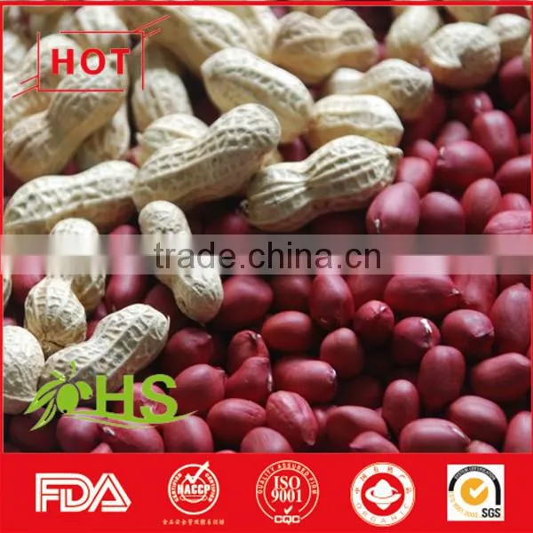 Blanched Peanut Kernel/Peanuts in Red Shell/Peanut Kernels photo-4