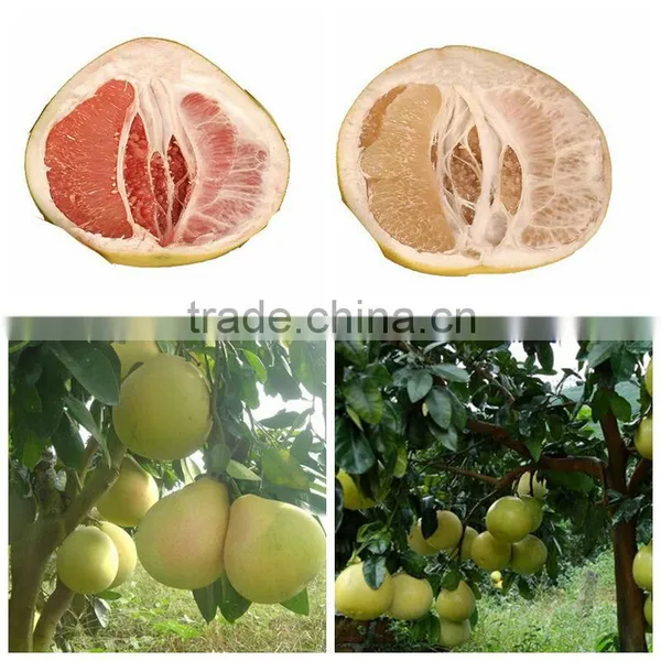 Fresh Pomelo Honey Pomelo Names All Fruits photo-3