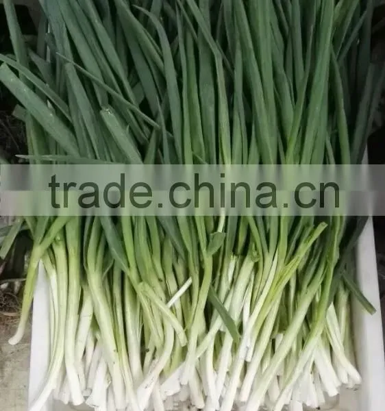 Frozen 2015 Spriing Crop Scallions photo-4
