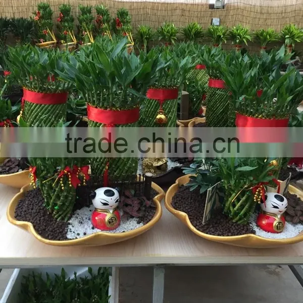 Dracaena Sanderiana Sander photo-6