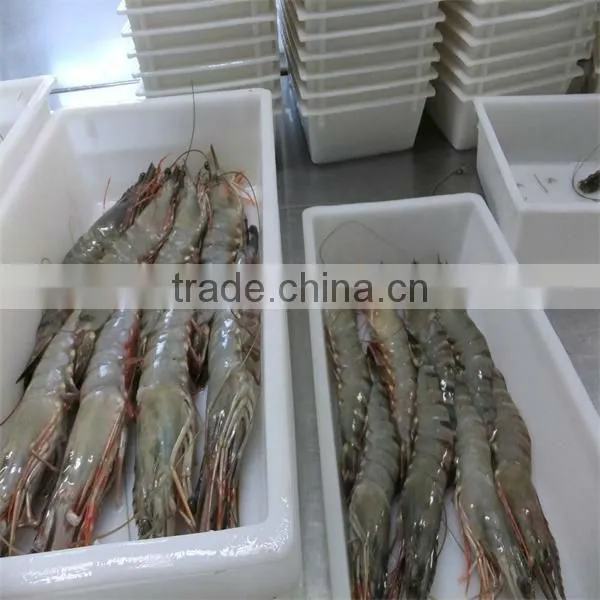 Frozen Shrimp and Seafood Trading