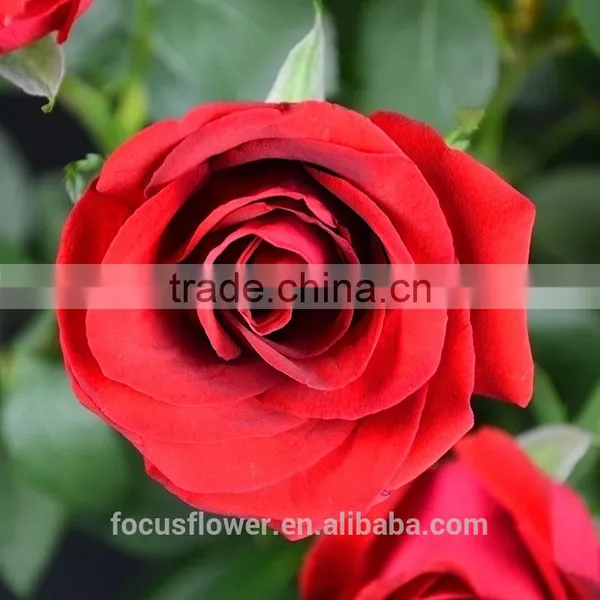 2016 Kunming Fresh Cut Flowers Fresh Cut Roses Wholesale Price photo-2